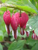 Hearts On A String 9