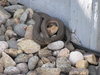 snake 1