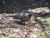 Backyard birds 3