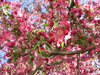 Spring 9
