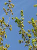 Maple Leaves 3