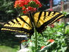 Swallowtail 6