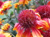 Indian Summer 4
