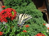 Flying Flower 1