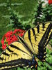 Flying Flower 4