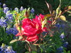 Texas Garden 2