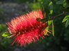 Texas Garden 4