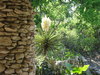 Japanese Tea Gardens, San Anto