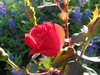Texas Garden 3