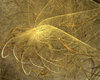 Goldfractalzzz 24
