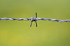Wire to Wire