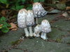 Mushroom