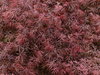 Japanese maple