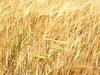 Barley