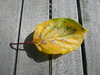 Yellow Leaf