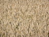 Wheat