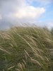 Dune Grass