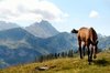 Pony on Austrian mountain