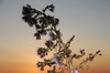 Sea aster 2