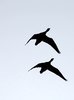 Wild geese 3
