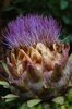 Globe artichoke