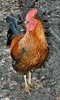 Rooster