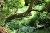 Apple tree branch