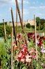 Sweet Peas