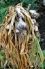 Garlic drying