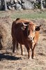 Cow 3