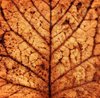 Leaf Texture