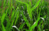 green leaves
