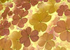 litttle flowers 1 background