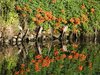 Flowers and Water