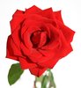 Red rose