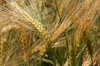 Wheat