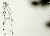 Drop