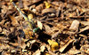 Dragon fly