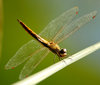 Dragon fly