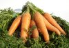 Carrot