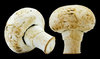 Dirty Mushrooms