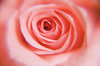 Petals 1