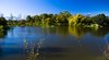 Trees on a lake