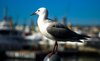 Sea Gull