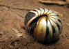 Pill Millipede