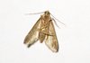Moth