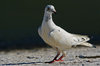 Pigeon 1