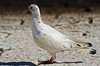 Pigeon 3
