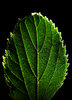 Leaf 4