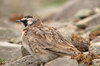 Horned Lark